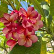 はな ぞろめ🌺 AVANCE福岡