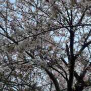 ヒメ日記 2025/04/09 17:20 投稿 あおな タレント倶楽部Around40