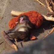 ヒメ日記 2026/03/05 13:18 投稿 あおな タレント倶楽部Around40