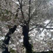 ヒメ日記 2026/04/06 14:10 投稿 あおな タレント倶楽部Around40