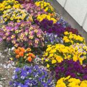 ヒメ日記 2026/04/10 16:20 投稿 あおな タレント倶楽部Around40