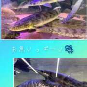 ヒメ日記 2024/12/13 05:49 投稿 リモ マットDEY-jo（マット・デ・ワイジョ）