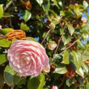 ヒメ日記 2025/01/09 21:12 投稿 新菜-NIINA- luxury aroma 咲