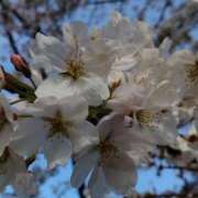 ヒメ日記 2025/04/09 21:32 投稿 りな 熟女の風俗最終章 西川口店