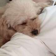 ヒメ日記 2025/09/24 21:31 投稿 みさ シャブール