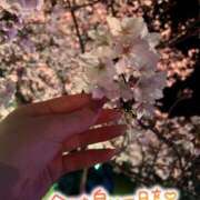 ヒメ日記 2025/04/04 12:44 投稿 プレミアしずく【一押しの美女】 LIPS(リップス)