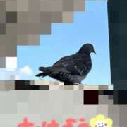 ヒメ日記 2025/04/17 10:18 投稿 プレミアしずく【一押しの美女】 LIPS(リップス)