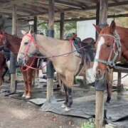 ヒメ日記 2025/11/01 20:28 投稿 プレミアしずく【一押しの美女】 LIPS(リップス)