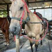 ヒメ日記 2025/11/17 22:47 投稿 プレミアしずく【一押しの美女】 LIPS(リップス)