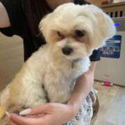 ヒメ日記 2025/09/24 21:08 投稿 ほの それいけ！ヤリスギ学園～舐めたくてグループ横浜校～