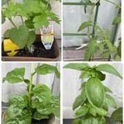 ヒメ日記 2025/06/24 22:29 投稿 しずく 逢って30秒で即尺