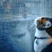 あき ちょっとだけションボリ THE・TRY