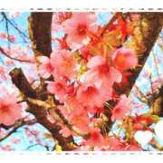 ヒメ日記 2025/03/16 14:00 投稿 ゆきの チェリー新宿店