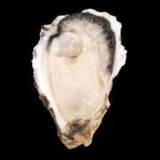 ヒメ日記 2026/04/17 03:17 投稿 しぐれ 土浦ハッピーマットパラダイス