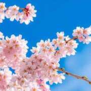 ヒメ日記 2025/04/01 19:54 投稿 花蓮-karen- MANDALA