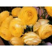 ヒメ日記 2025/05/24 07:11 投稿 じゅり【Ｉカップ最強ボディ★】 Aroma de TOKYO 岐阜店