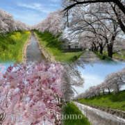 ヒメ日記 2025/04/09 22:34 投稿 もも CoCoaco(ココアコ)大阪本店