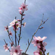 ヒメ日記 2025/03/31 21:37 投稿 彩花 変態プレイ専門店 マニアック女人館 本館