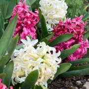 ヒメ日記 2025/04/11 21:45 投稿 彩花 変態プレイ専門店 マニアック女人館 本館