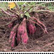 ヒメ日記 2025/10/10 08:43 投稿 彩花 変態プレイ専門店 マニアック女人館 本館