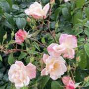 ヒメ日記 2025/10/16 09:12 投稿 彩花 変態プレイ専門店 マニアック女人館 本館