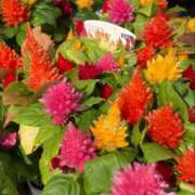 ヒメ日記 2025/10/18 10:10 投稿 彩花 変態プレイ専門店 マニアック女人館 本館