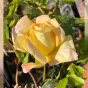 ヒメ日記 2025/11/08 08:51 投稿 彩花 変態プレイ専門店 マニアック女人館 本館