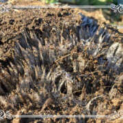 ヒメ日記 2025/12/27 09:15 投稿 彩花 変態プレイ専門店 マニアック女人館 本館