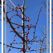 ヒメ日記 2026/01/30 10:56 投稿 彩花 変態プレイ専門店 マニアック女人館 本館