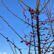 ヒメ日記 2026/02/06 08:41 投稿 彩花 変態プレイ専門店 マニアック女人館 本館