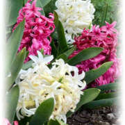 ヒメ日記 2026/03/27 08:17 投稿 彩花 変態プレイ専門店 マニアック女人館 本館