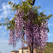 ヒメ日記 2026/04/20 10:08 投稿 彩花 変態プレイ専門店 マニアック女人館 本館