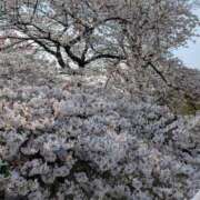 ヒメ日記 2026/04/03 10:36 投稿 優美 三浦屋別館