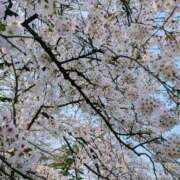 ヒメ日記 2026/04/05 09:23 投稿 優美 三浦屋別館