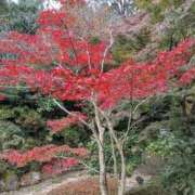 ヒメ日記 2025/11/22 11:16 投稿 明菜 三浦屋別館