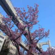 ヒメ日記 2026/04/03 12:36 投稿 明菜 三浦屋別館