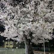 明菜 桜🌸 三浦屋別館