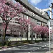 ゆう 満開 三浦屋別館