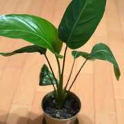 ヒメ日記 2025/11/30 01:06 投稿 石井女医[看護主任] 病院