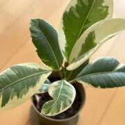 ヒメ日記 2025/11/30 14:46 投稿 石井女医[看護主任] 病院