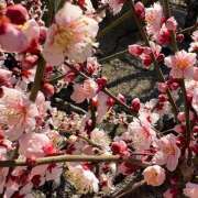 ヒメ日記 2025/02/28 10:25 投稿 みのり あけみ