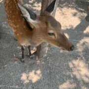 ヒメ日記 2025/03/28 22:49 投稿 いずみ G-SCANDAL