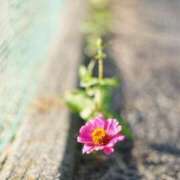 ヒメ日記 2026/02/19 07:34 投稿 つきのさん －PTA－