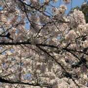 ヒメ日記 2026/04/05 12:04 投稿 ゆい PLEASURE