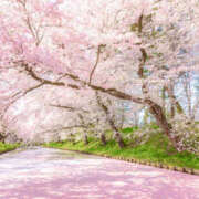 ヒメ日記 2025/04/04 10:19 投稿 けい 熟女総本店 堺東店