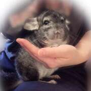 ヒメ日記 2025/09/11 21:05 投稿 竹内みさ 乳ビーナス(New Venus)