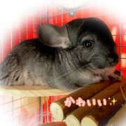 竹内みさ リラックス 乳ビーナス(New Venus)