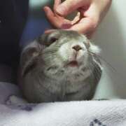 ヒメ日記 2026/10/06 22:12 投稿 竹内みさ 乳ビーナス(New Venus)