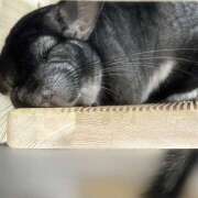 ヒメ日記 2026/10/19 21:03 投稿 竹内みさ 乳ビーナス(New Venus)
