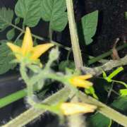 ヒメ日記 2025/06/02 21:06 投稿 ☆持田　しずく☆推し要素満載生徒 愛ドル学園　☆制服着たまま部☆